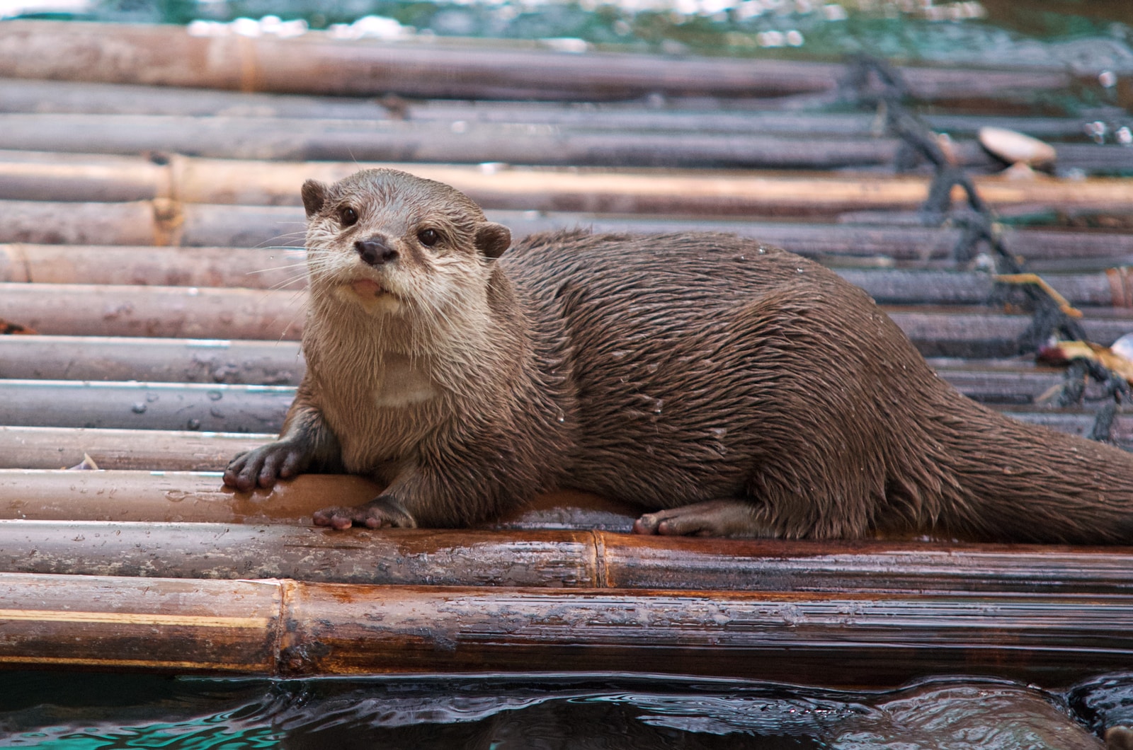 brown and white seal on brown wooden surface