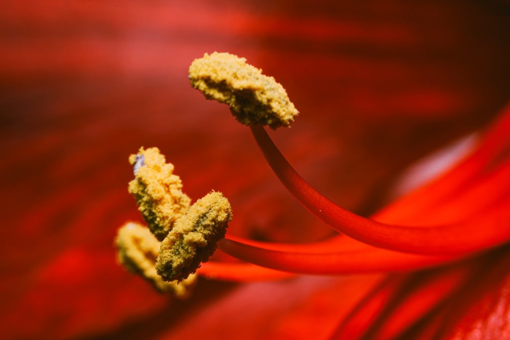 brown plant in macro lens